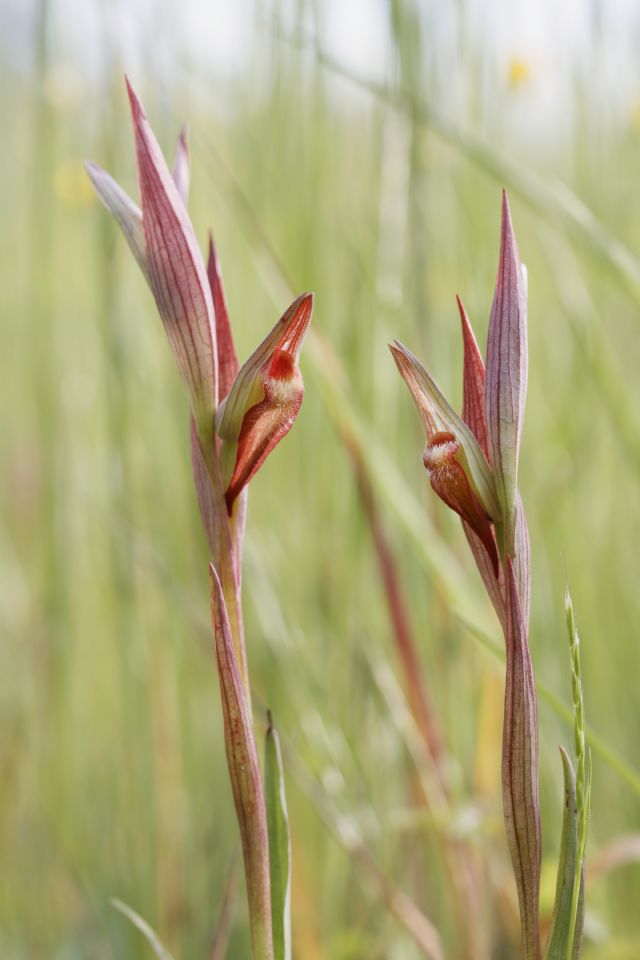 Serapias parviflora e ibridi (Mugello)